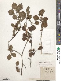 Crataegus uniflora image