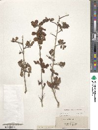 Crataegus uniflora image