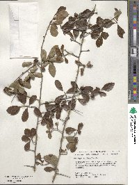 Crataegus uniflora image