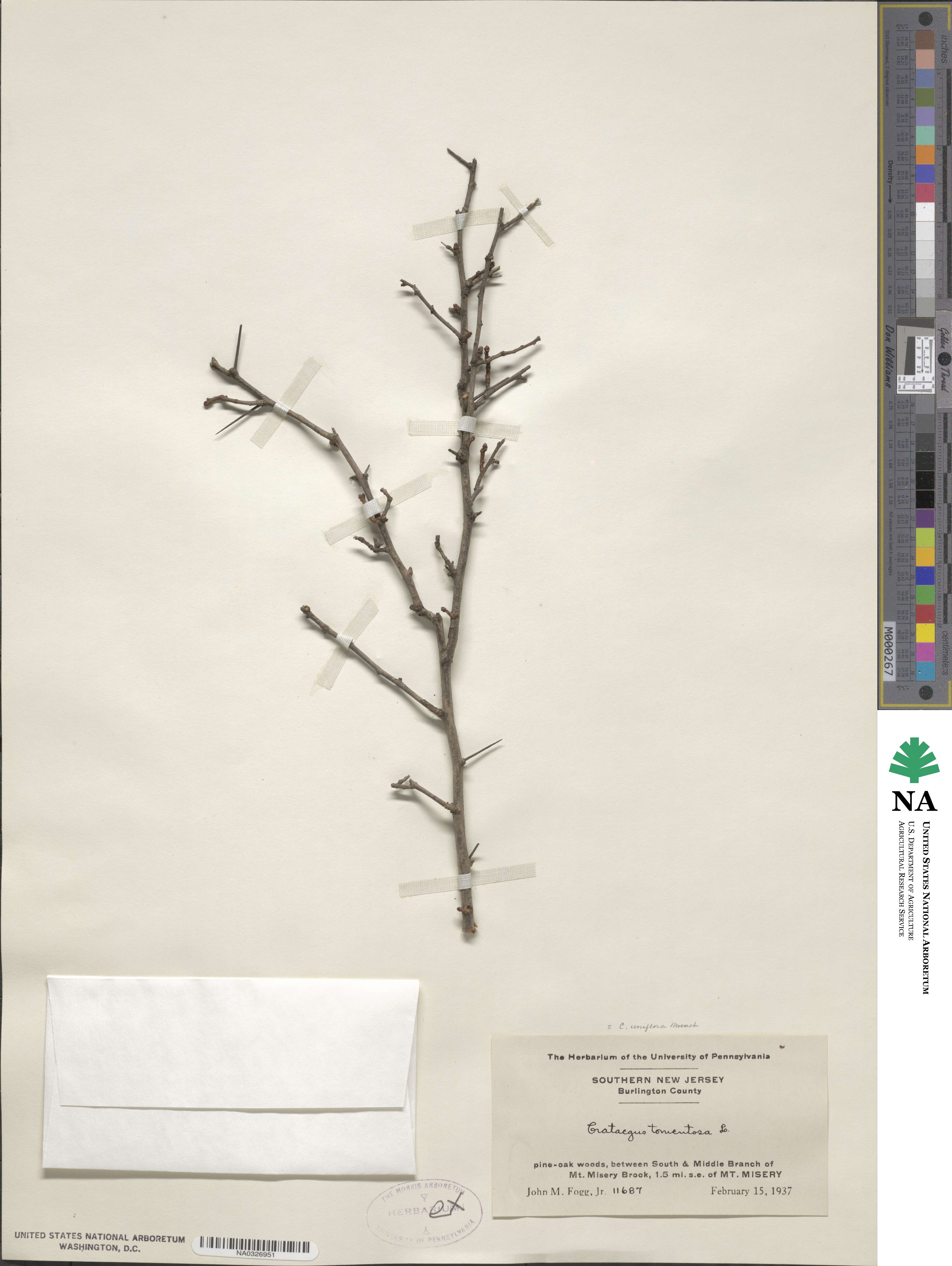 Crataegus uniflora image