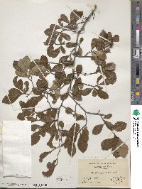 Crataegus uniflora image