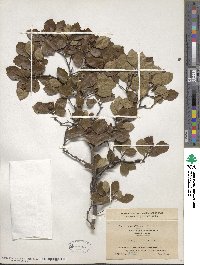 Crataegus uniflora image