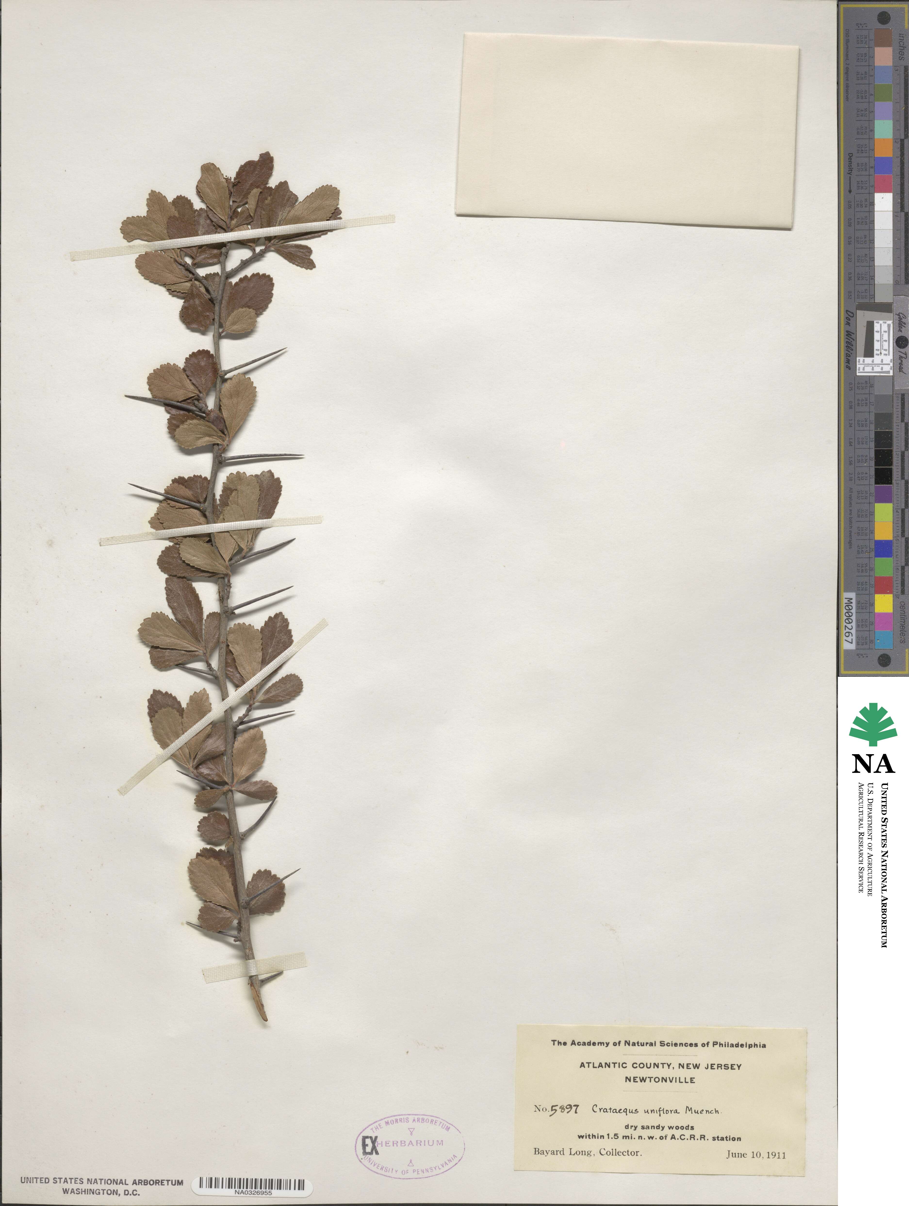 Crataegus uniflora image