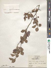 Crataegus viridis image