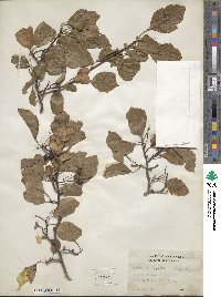 Crataegus viridis image