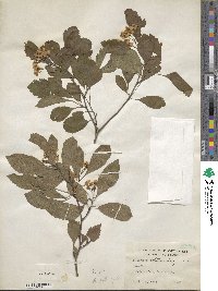 Crataegus viridis image