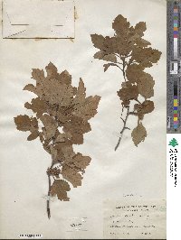 Crataegus viridis image