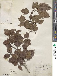 Crataegus viridis image