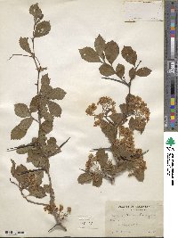 Crataegus punctata image