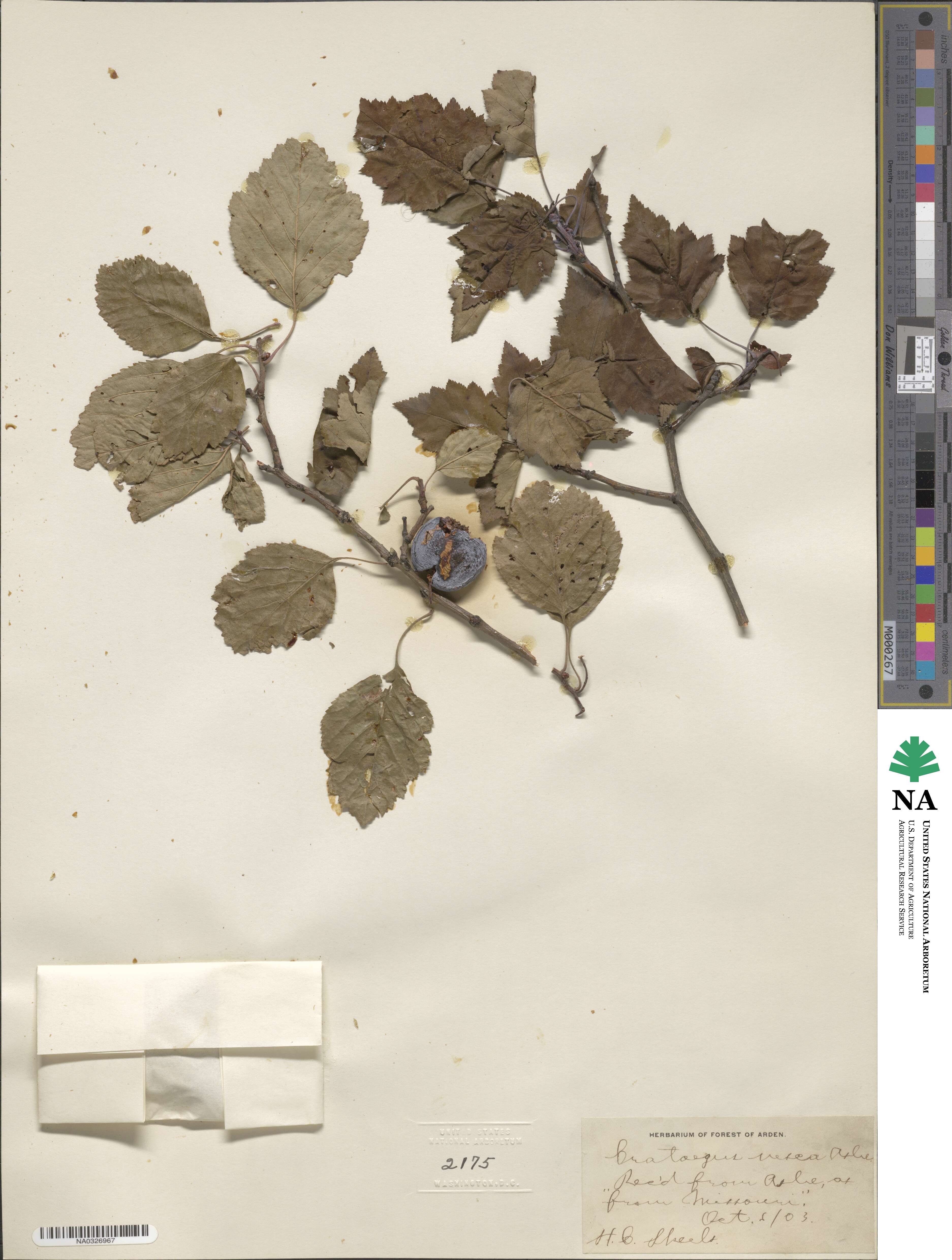 Crataegus vesca image