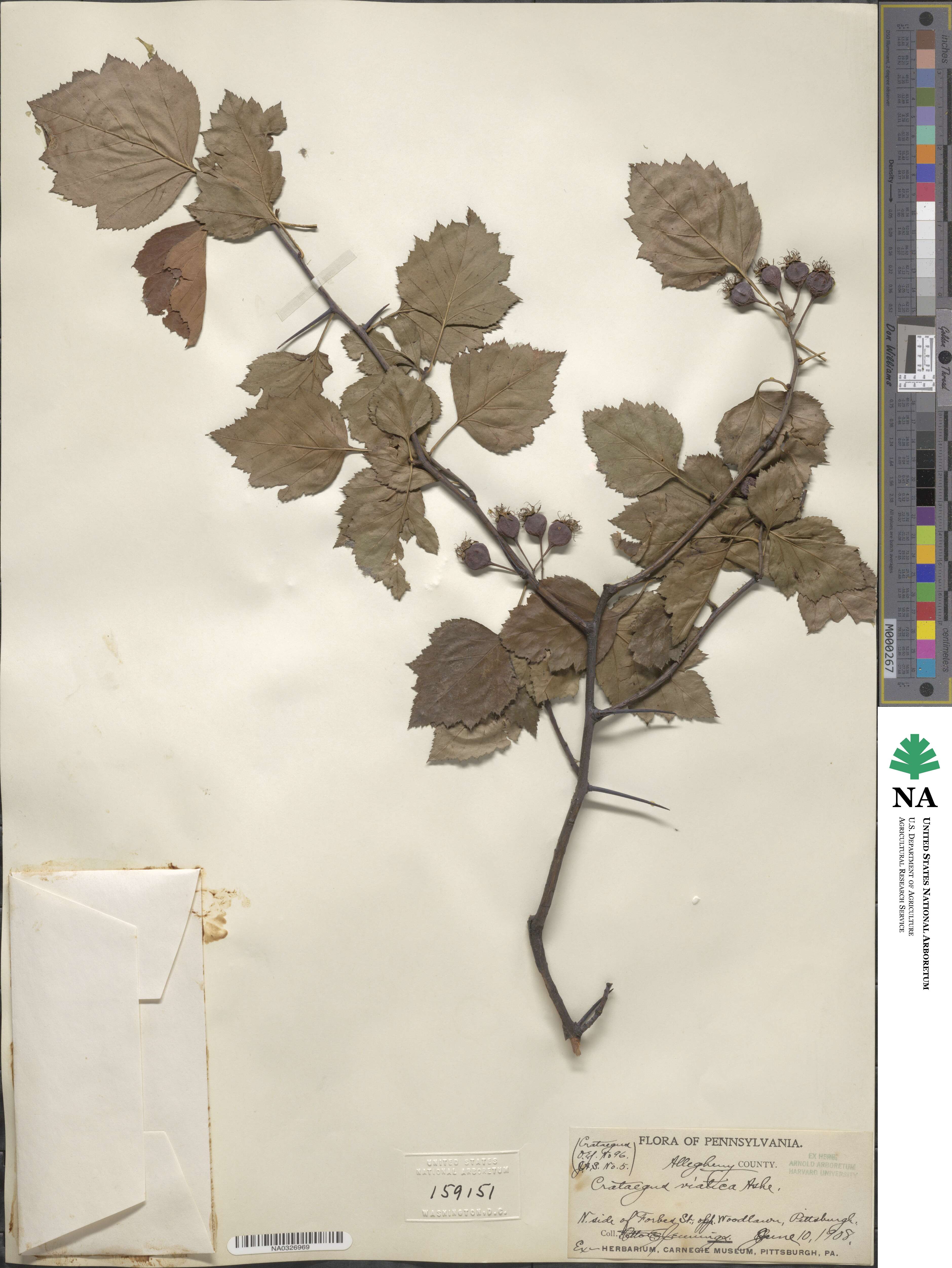 Crataegus viatica image