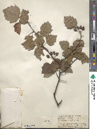 Crataegus viatica image