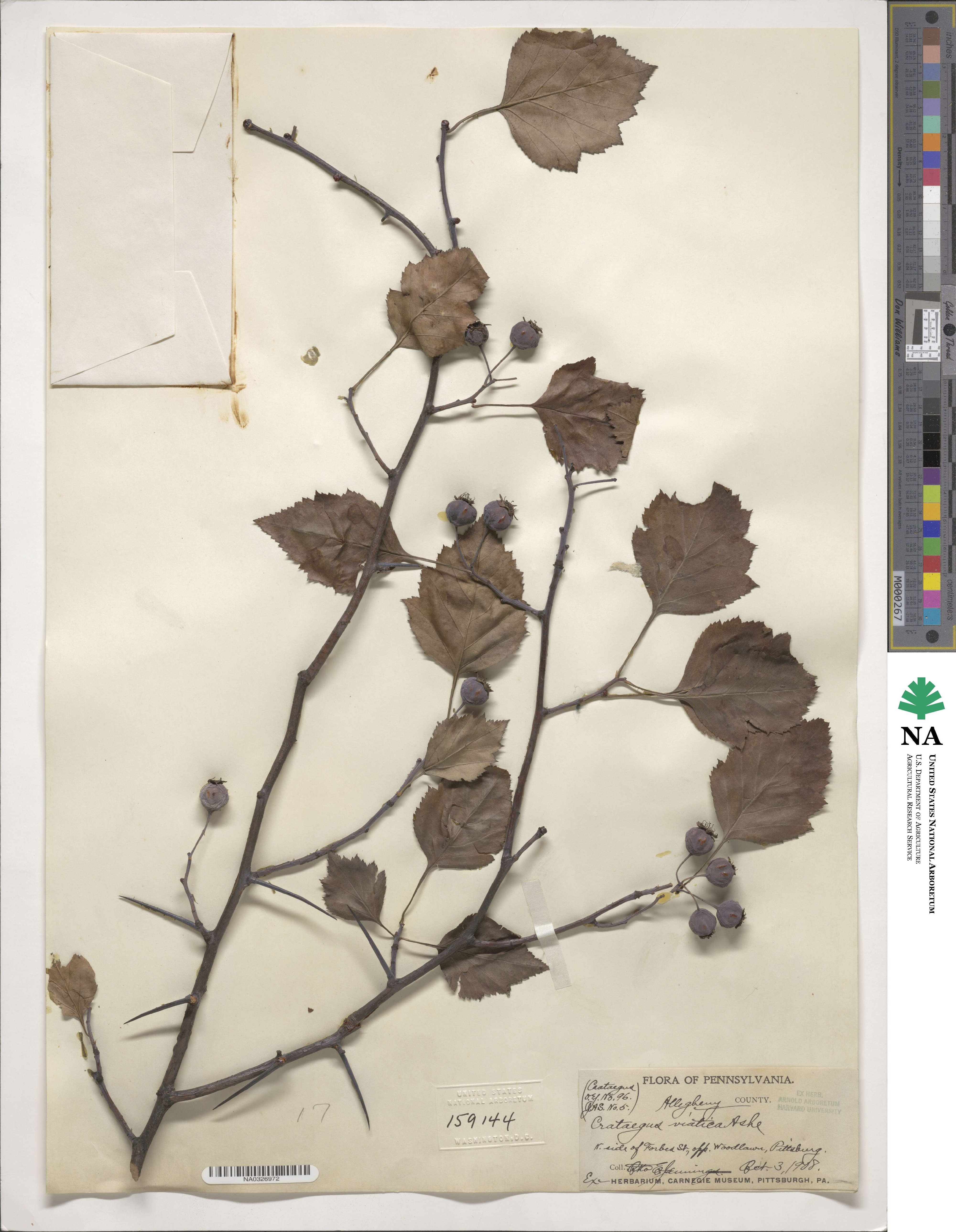 Crataegus viatica image