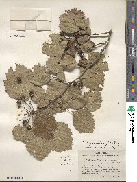 Crataegus mollis image