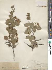 Crataegus vicina image