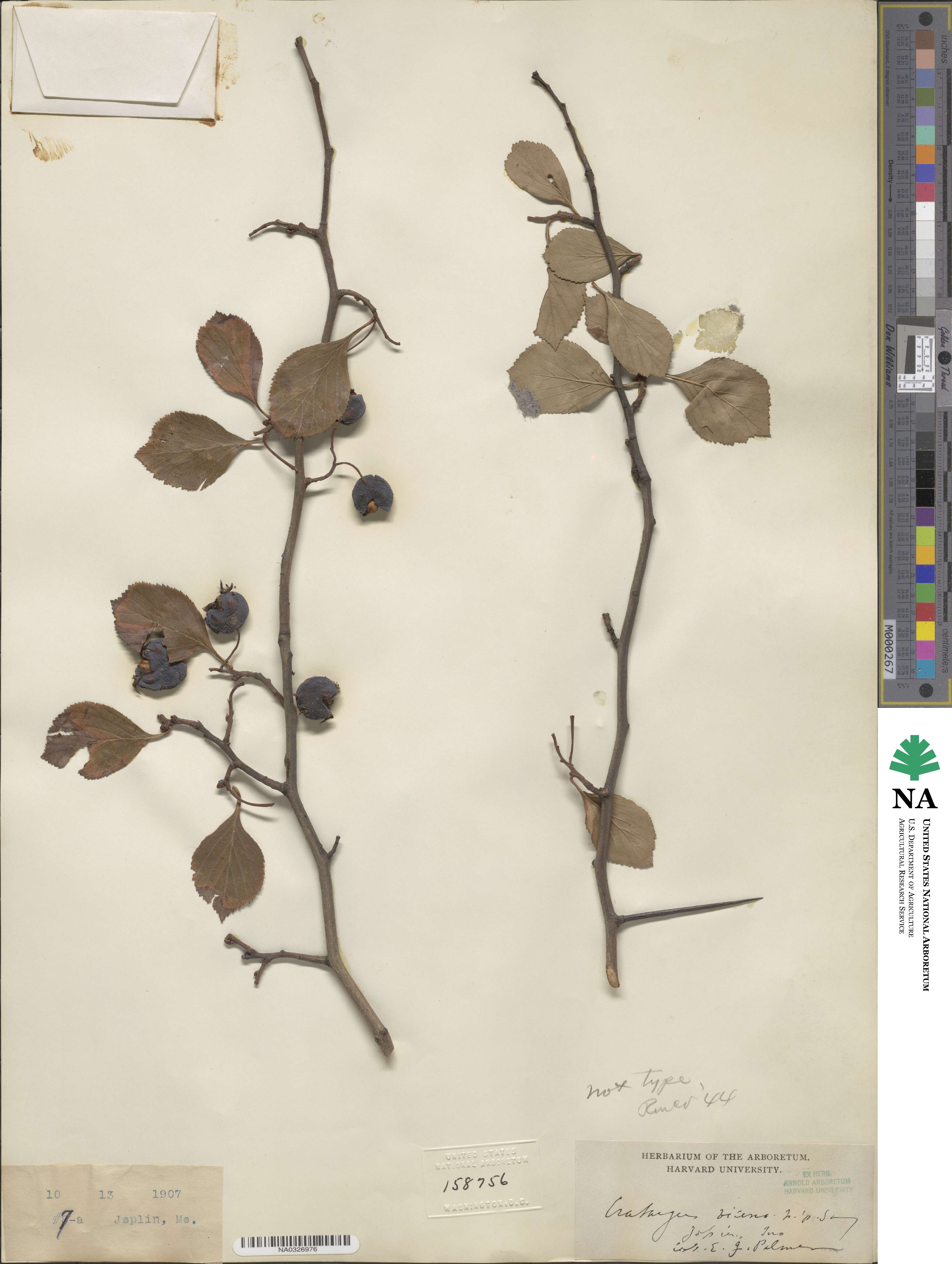 Crataegus vicina image