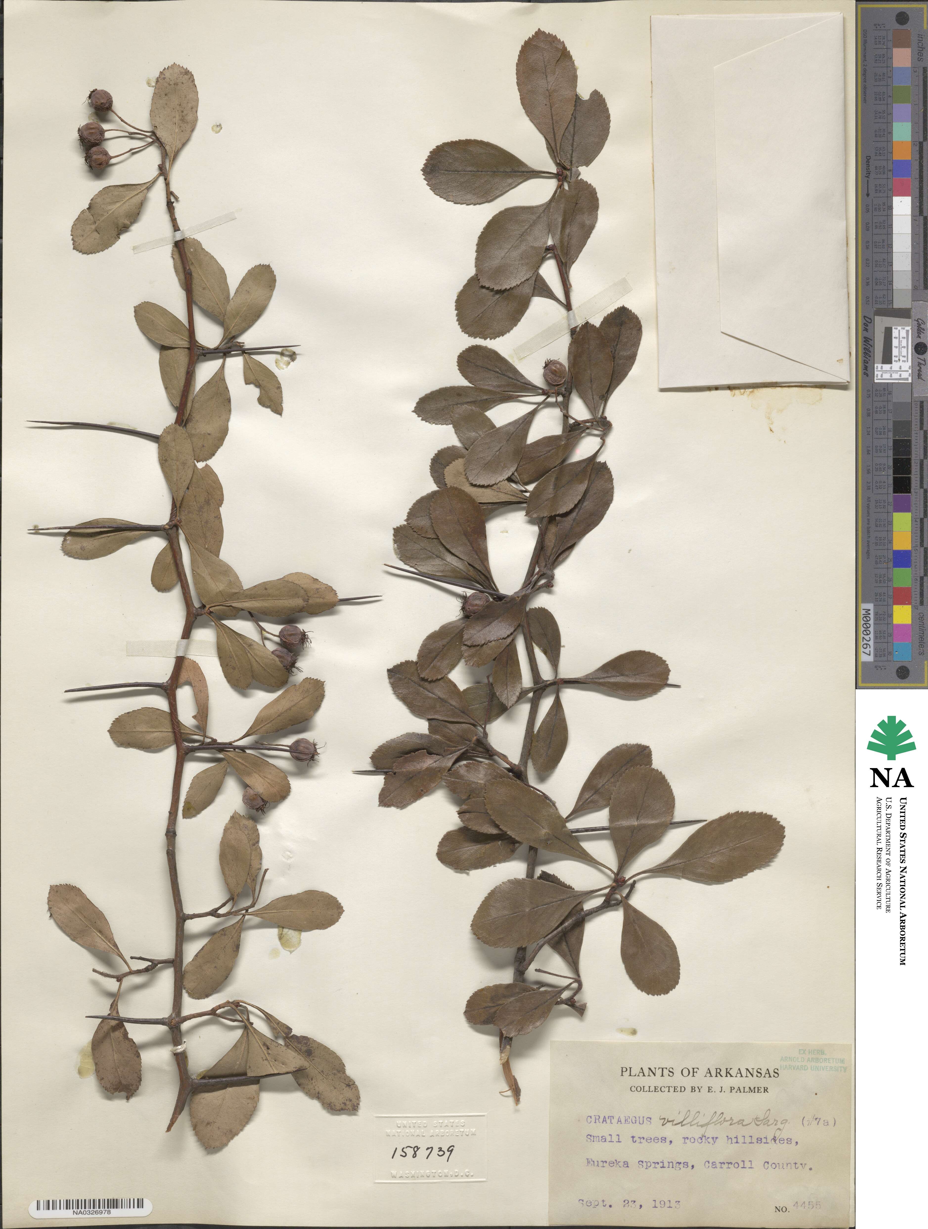 Crataegus villiflora image