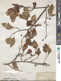 Crataegus viridis image