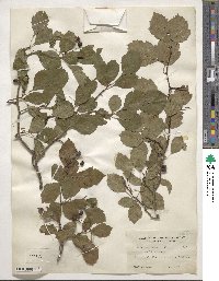 Crataegus viridis image