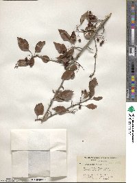 Crataegus viridis image