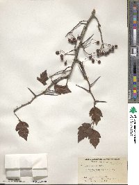 Crataegus viridis image