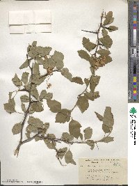 Crataegus viridis image