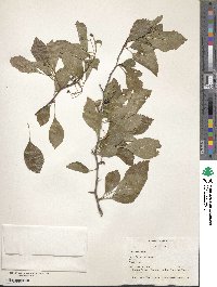 Crataegus viridis image