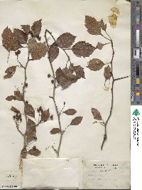 Crataegus viridis image