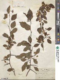 Crataegus viridis image