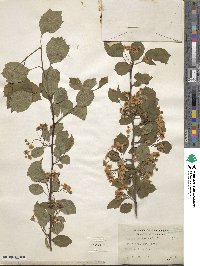 Crataegus viridis image