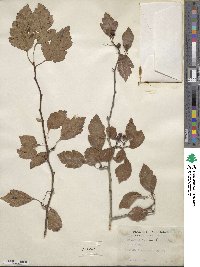 Crataegus viridis image