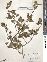 Crataegus viridis image