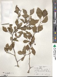 Crataegus viridis image