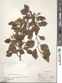 Crataegus viridis image