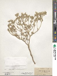 Tidestromia suffruticosa var. oblongifolia image