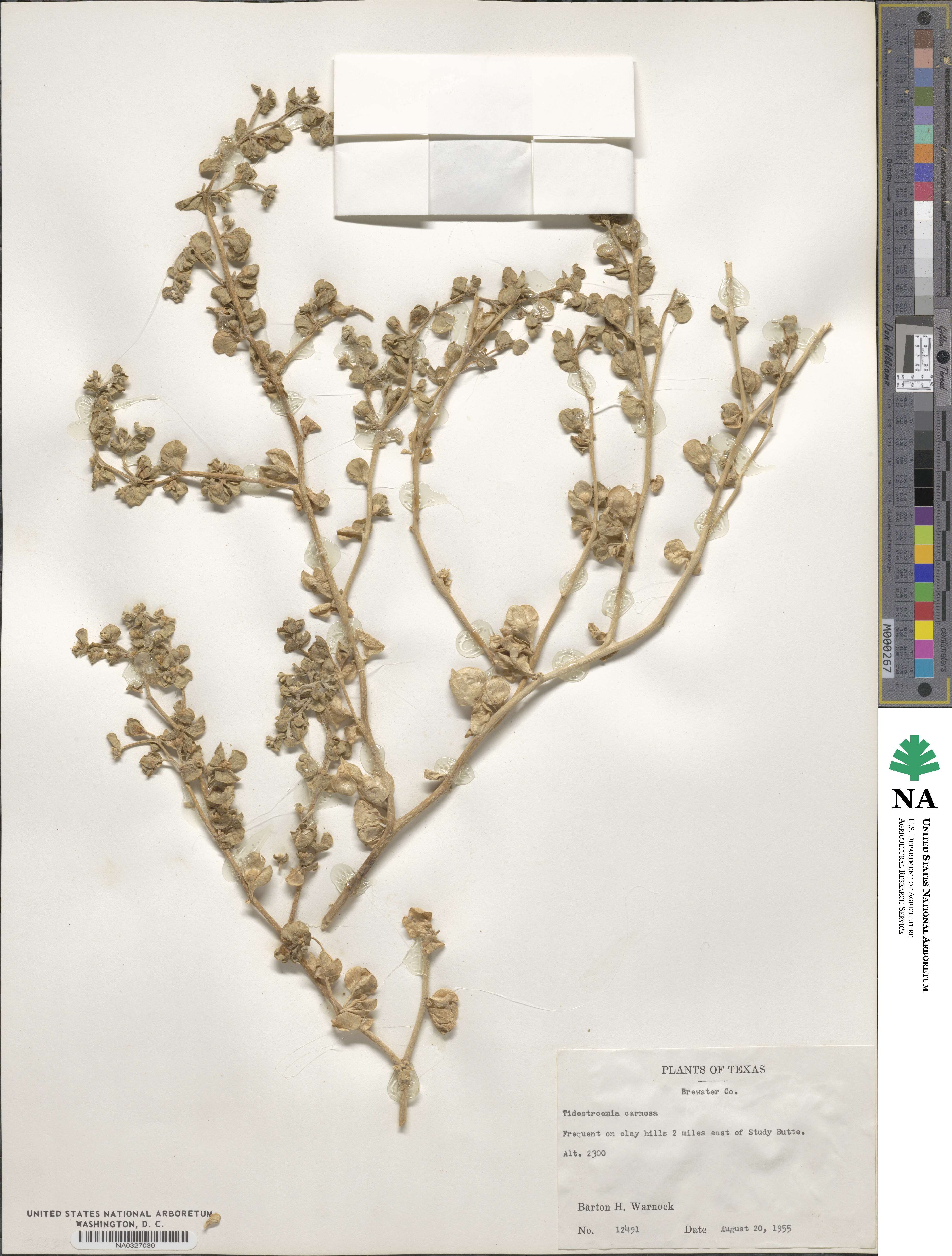Tidestromia lanuginosa image