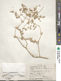 Tidestromia suffruticosa var. oblongifolia image