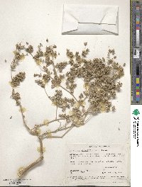 Tidestromia suffruticosa var. oblongifolia image