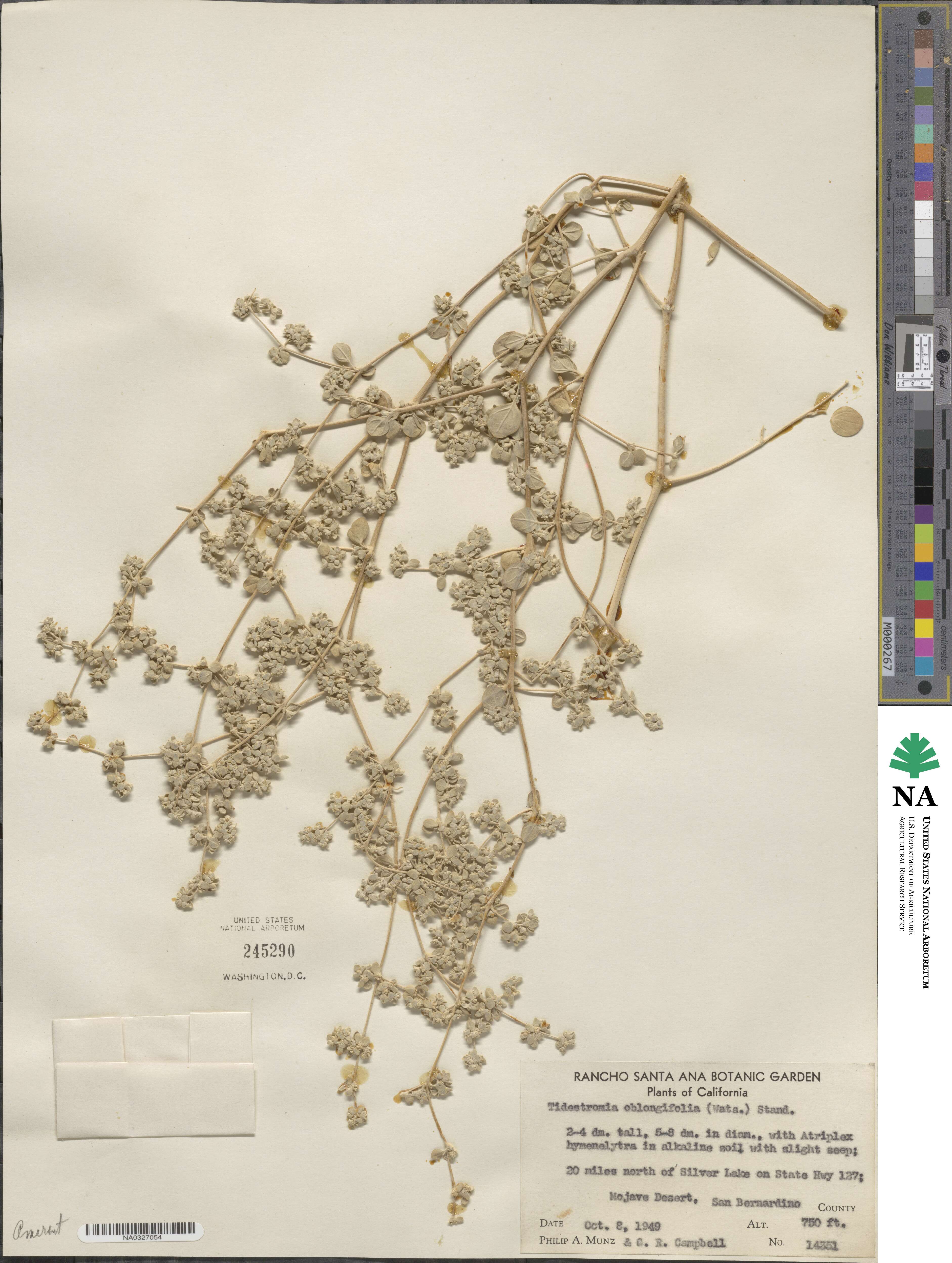 Tidestromia suffruticosa var. oblongifolia image