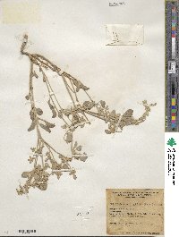 Tidestromia suffruticosa var. oblongifolia image