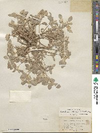 Tidestromia suffruticosa var. oblongifolia image