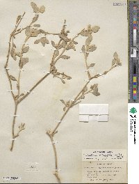 Tidestromia suffruticosa var. oblongifolia image