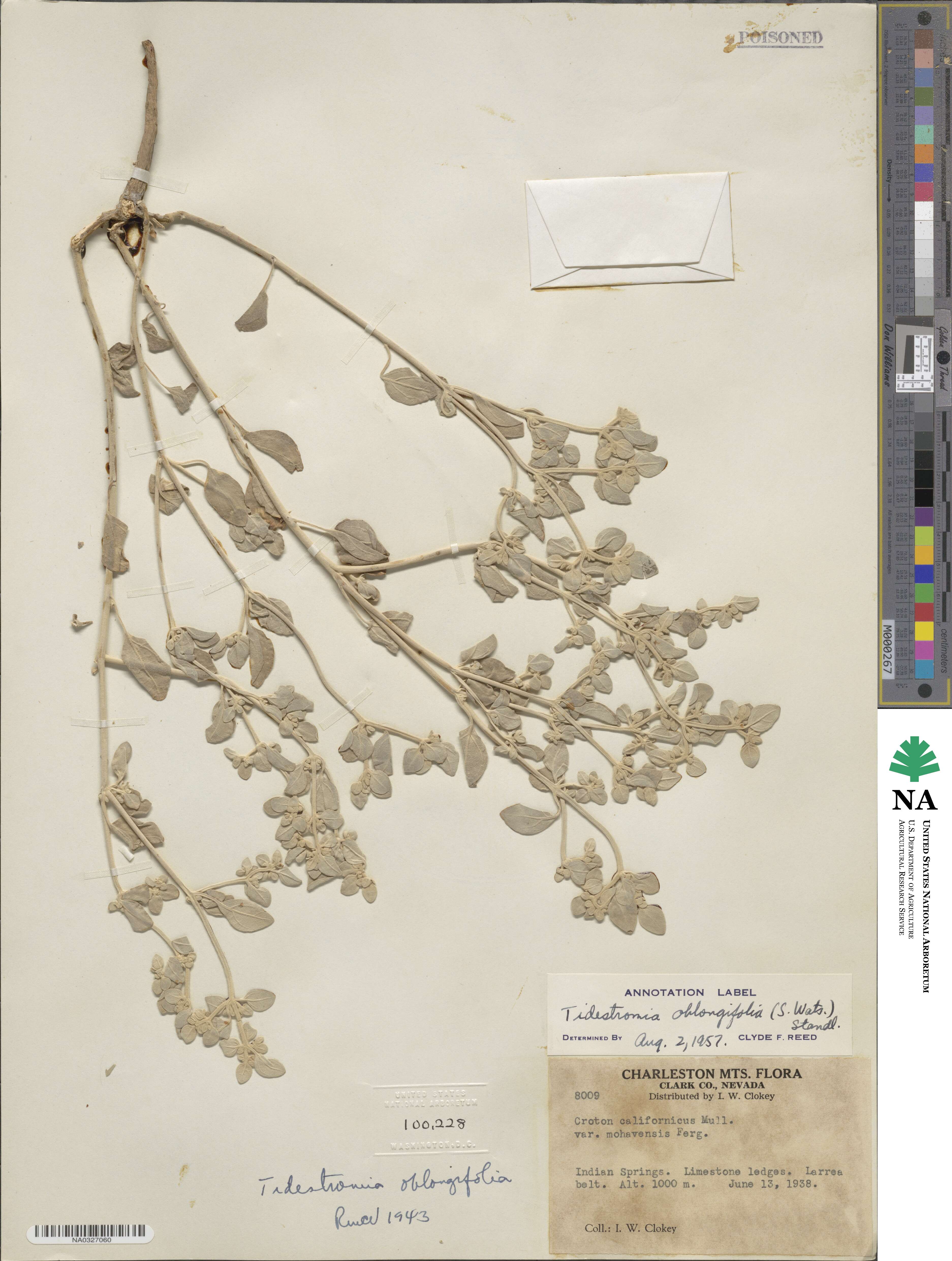 Tidestromia suffruticosa var. oblongifolia image