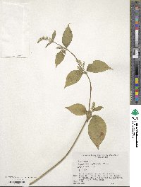 Achyranthes japonica image