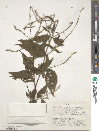 Achyranthes japonica image