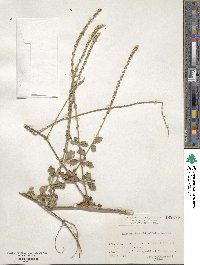 Achyranthes aspera image