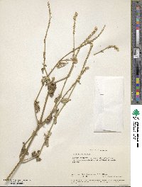 Achyranthes aspera image