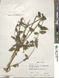 Achyranthes aspera image