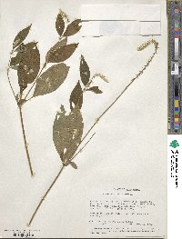 Achyranthes aspera image