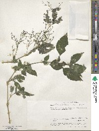 Achyranthes aspera image